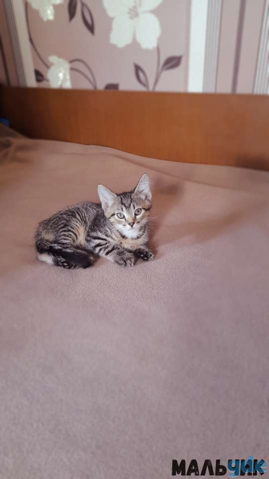 Котята в дар, фотография 2