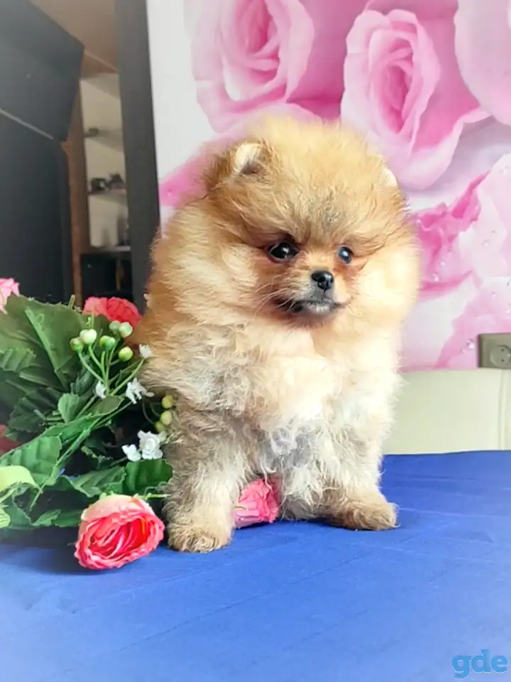 Померанкий шпиц, щенки, мальчики и девочка, фотография 3