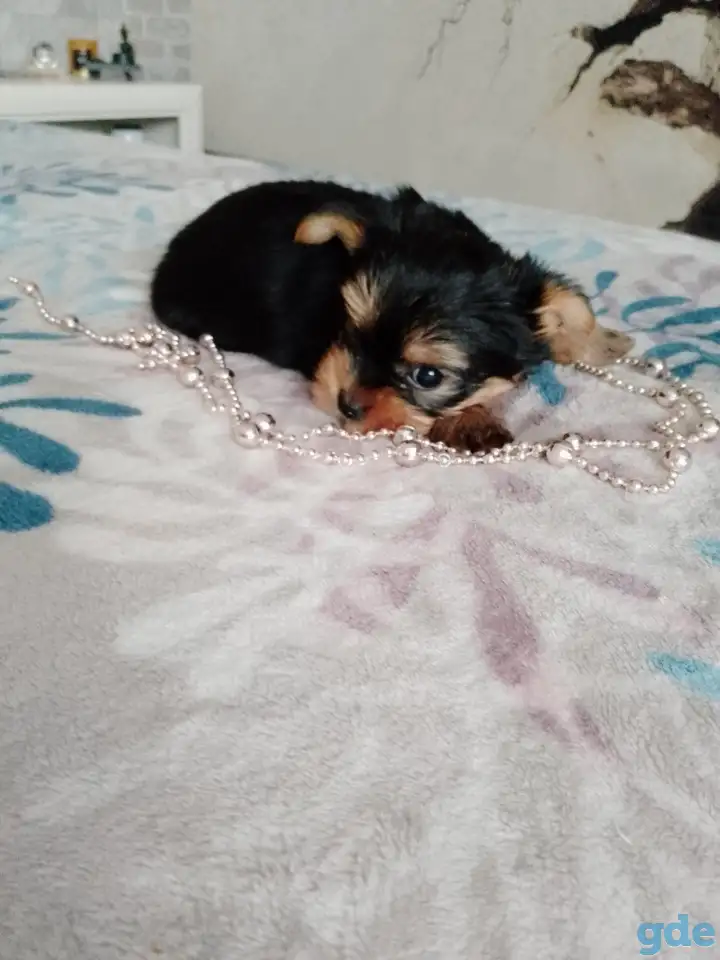 Йоркширские терьеры, фотография 1