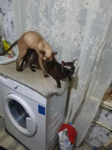 Мой  Котик пригласит Невесту на Вязку, фотография 1
