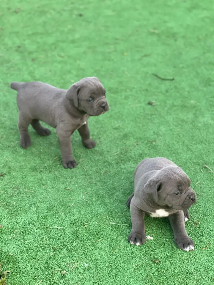 Щенки Кане Корсо, фотография 1