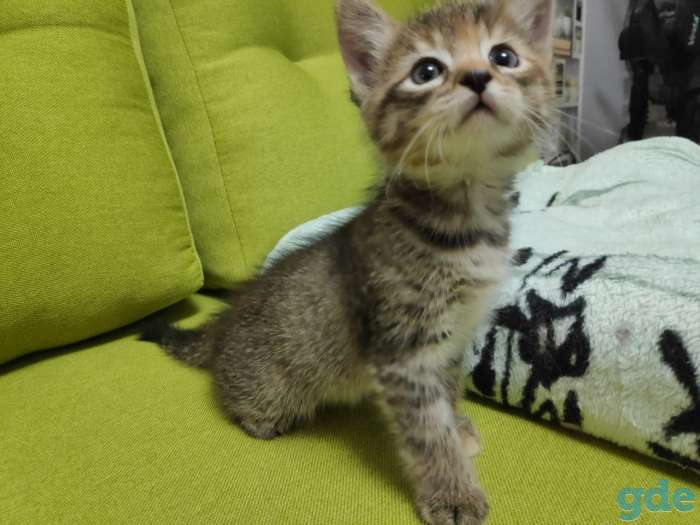 Котята в хорошие руки, фотография 2