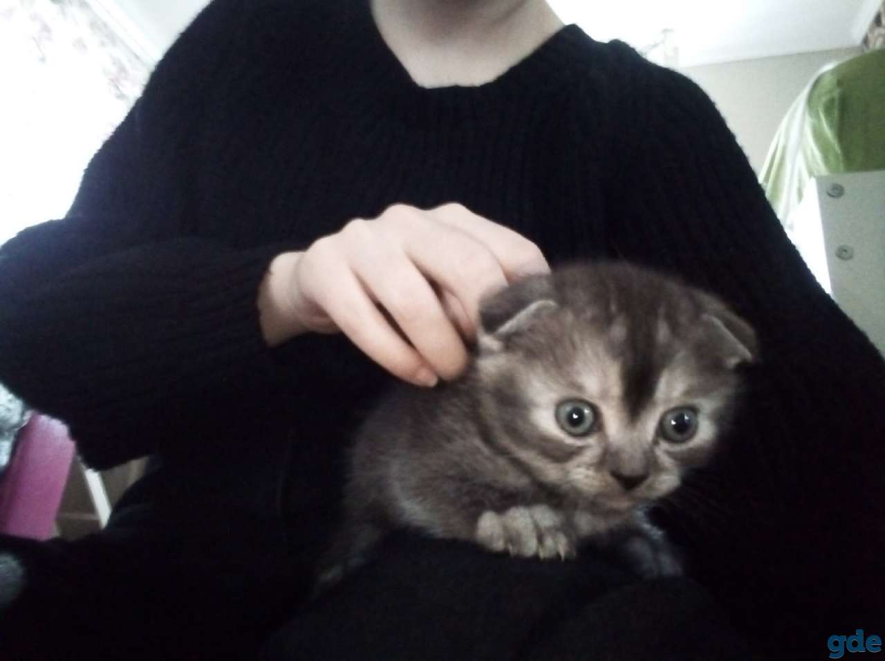 Продаются шотландские котята, фотография 3