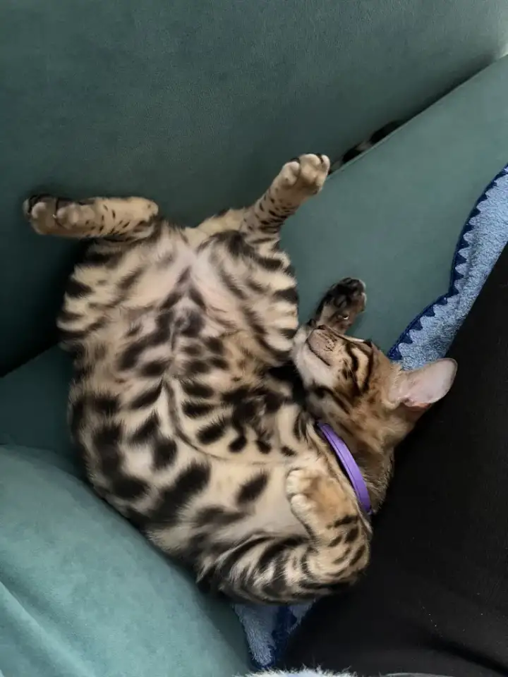 Бенгальский котенок. Мальчик, фотография 9