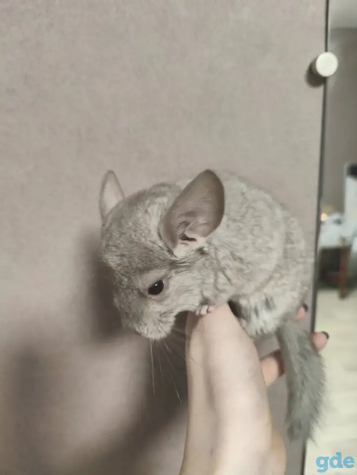 шиншилленок.шиншилла, фотография 2