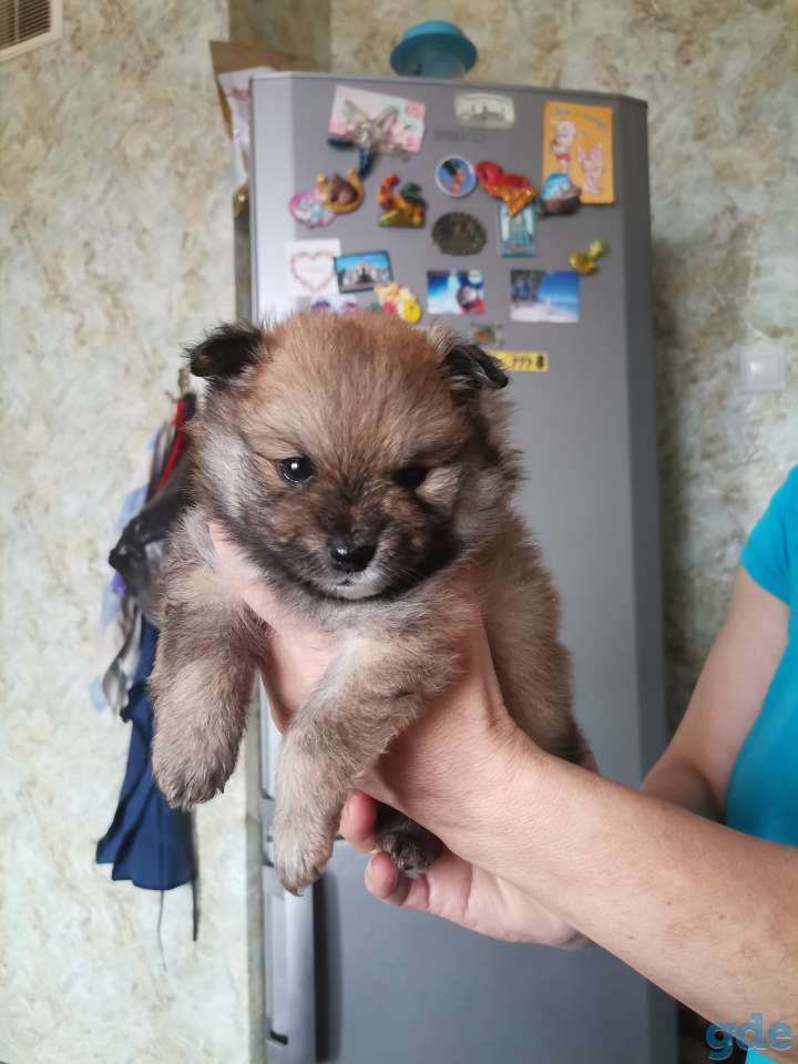 Продам померанских шпицев, фотография 2