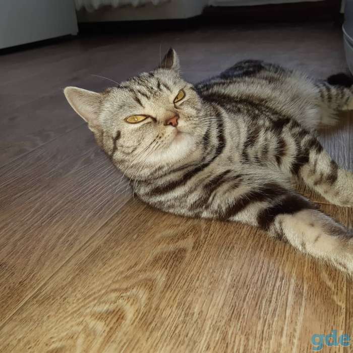 Шотландские котята(Scottish Fold), фотография 2