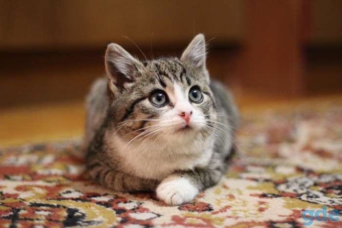 Котенок в дар, фотография 3