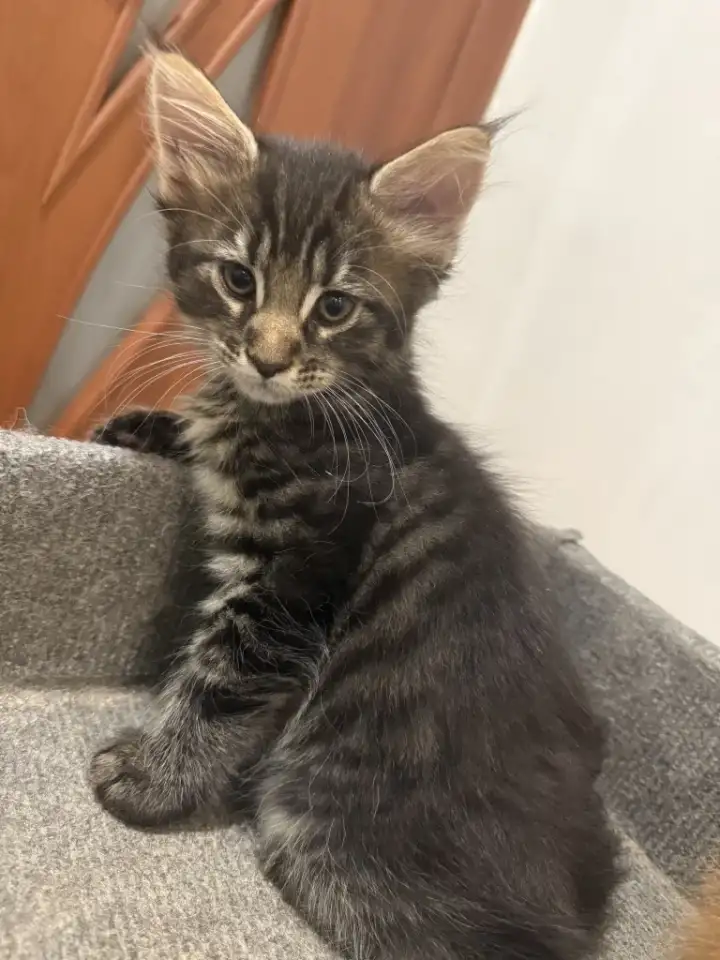 Котята мейн-кун, фотография 1