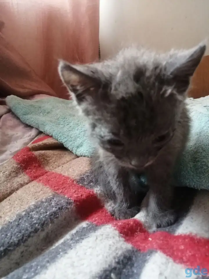 Котята, фотография 3