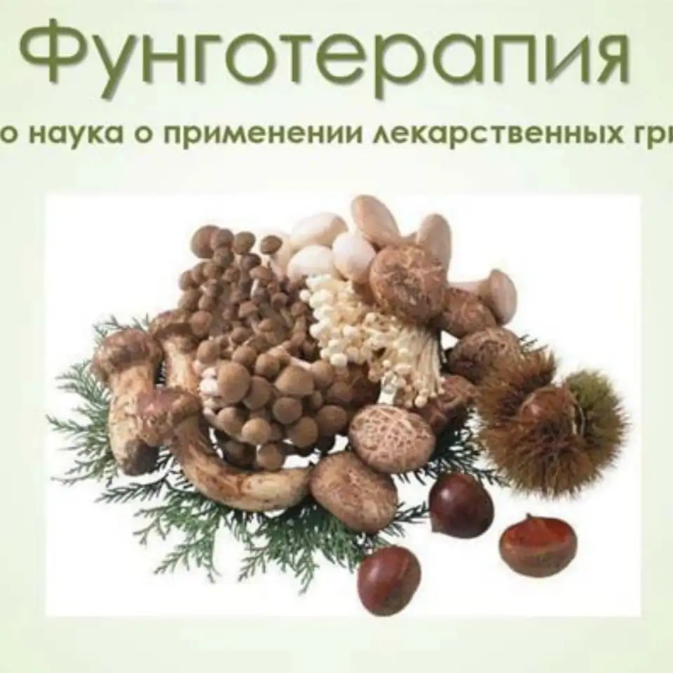 Фунготерапия - для снижения веса, решения проблем хронических заболеваний и поддержания здоровья., фотография 4