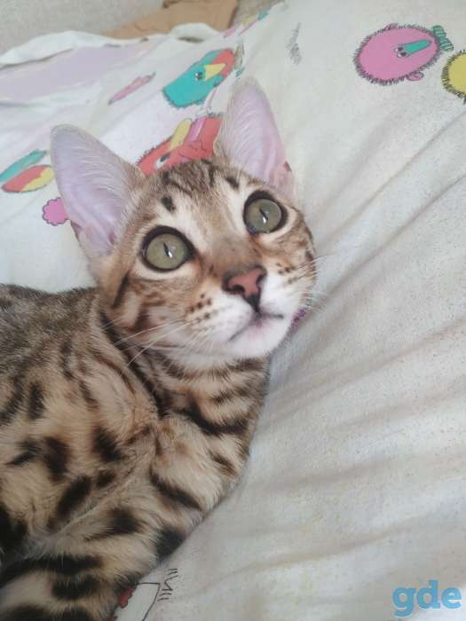 Котенок Бенгаленок, фотография 2