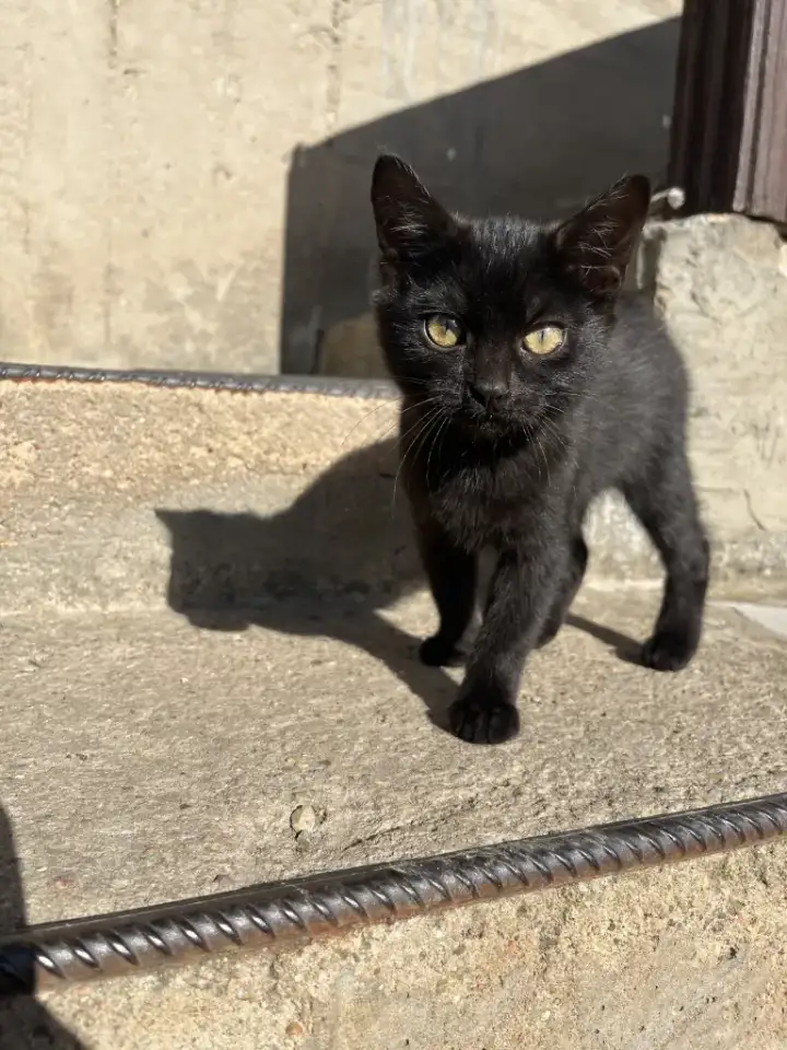 Котята в добрые руки, фотография 5