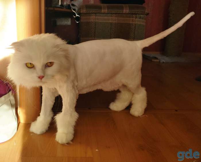 Стрижка собак и котов, фотография 3