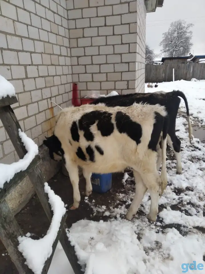 Продам2 тёлки живым весом по 5руб за кг, фотография 1