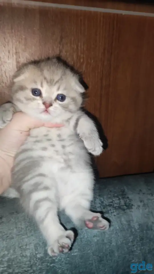 Шотландские чистокровные котята, фотография 1