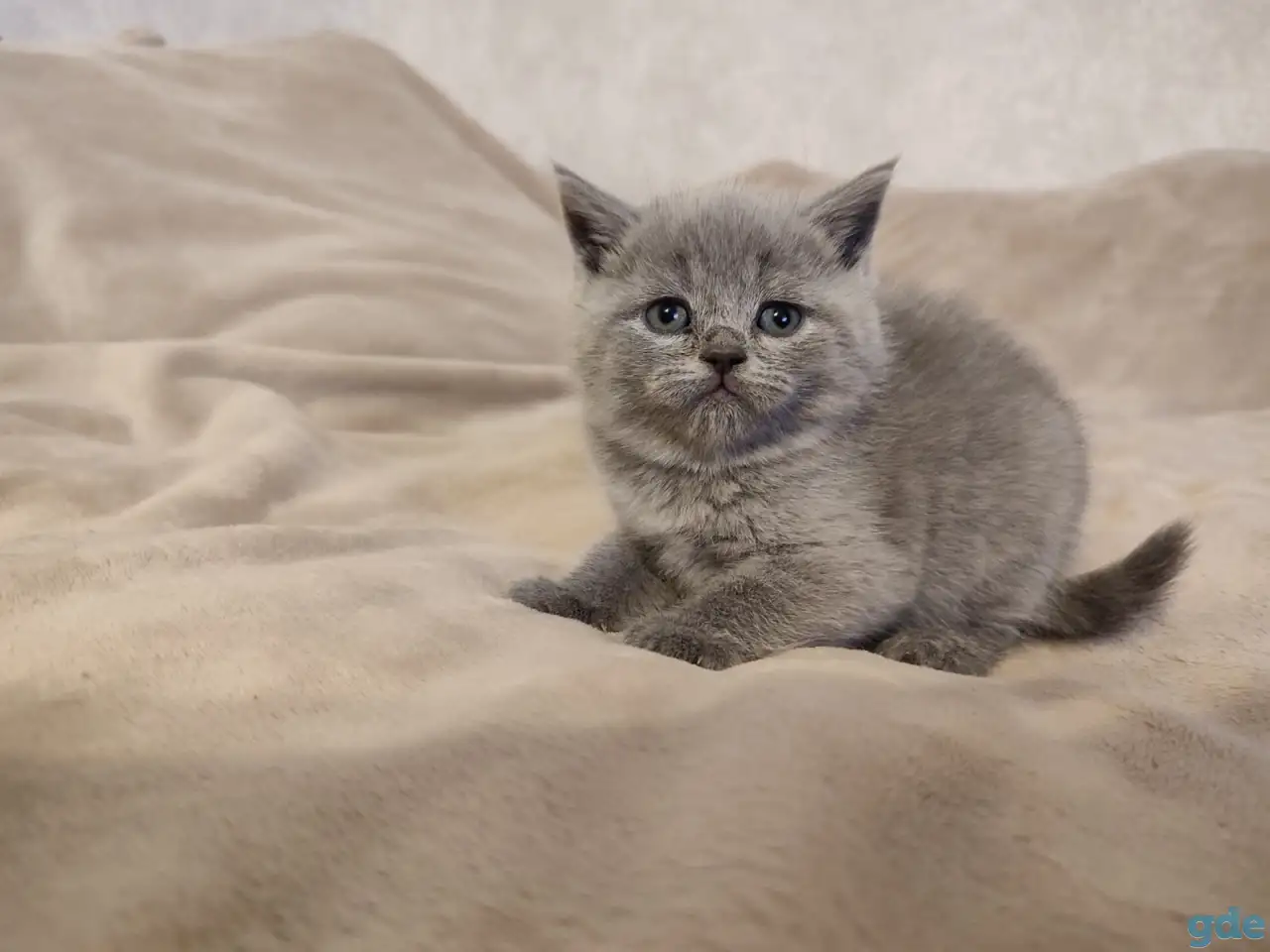 Котята Британские, фотография 5