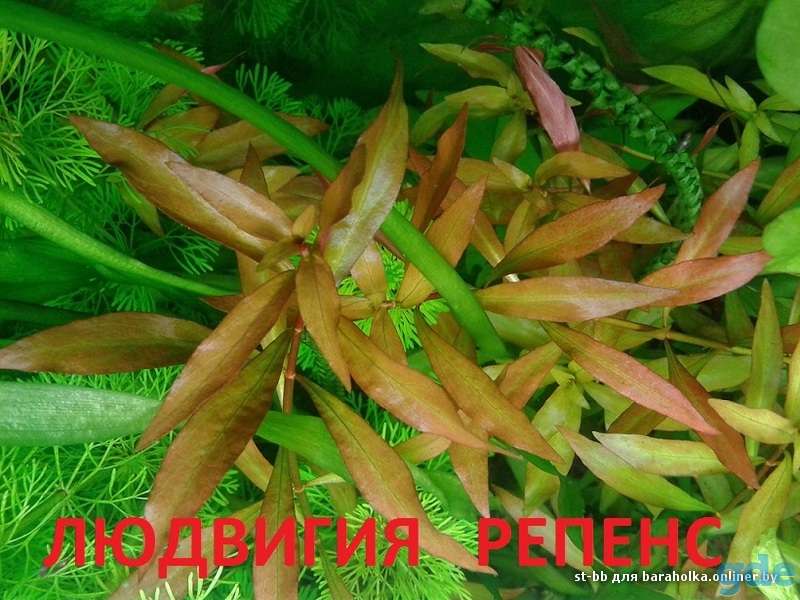 Аквариумные растения, фотография 5