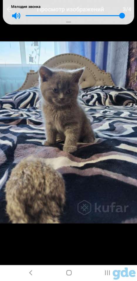 Продам шотландского котенка, фотография 1