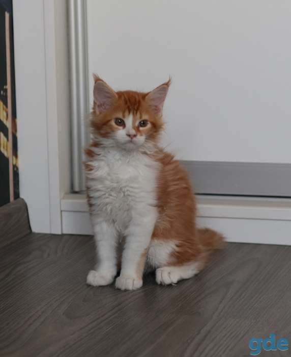 котята мэйн-кун, фотография 4