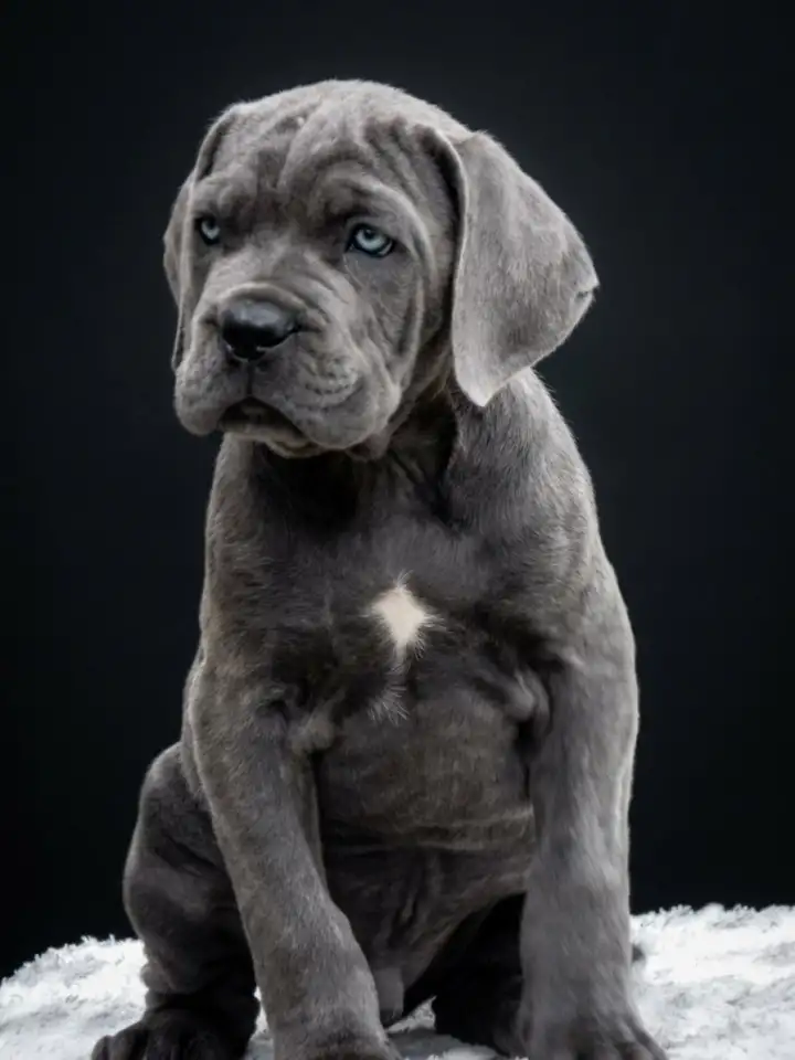 Щенки кане корсо, фотография 2