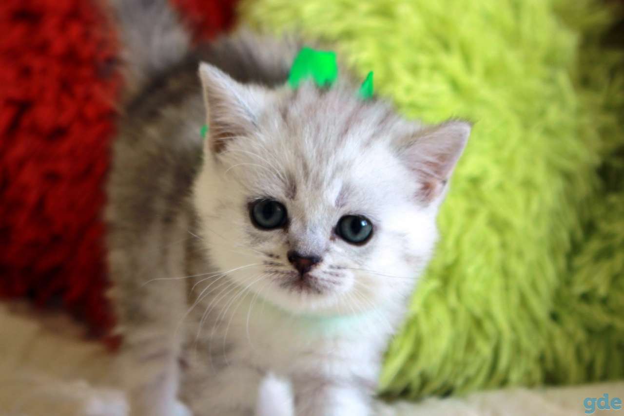 Шотландские котята, фотография 7