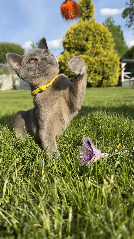 Котенок Европейской Бурмы голубого окраса, фотография 7