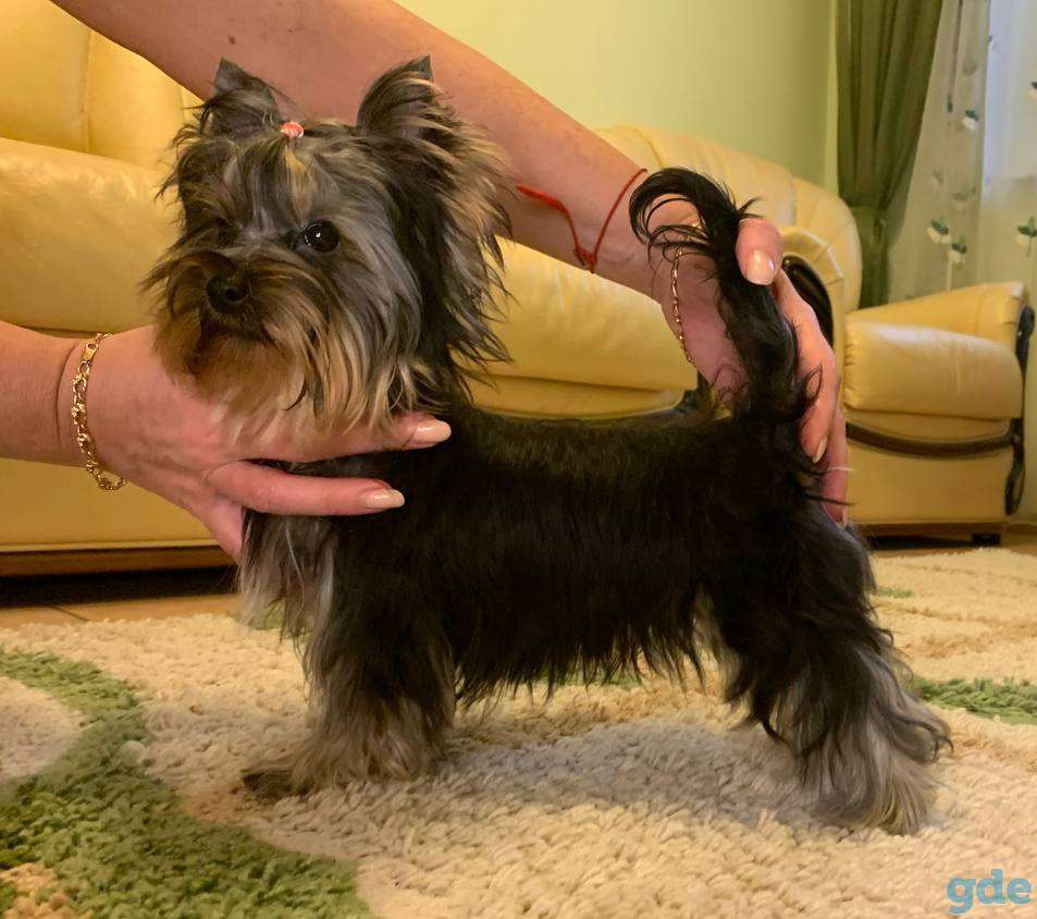 Самые красивые щенки Йорка из питомника, фотография 4