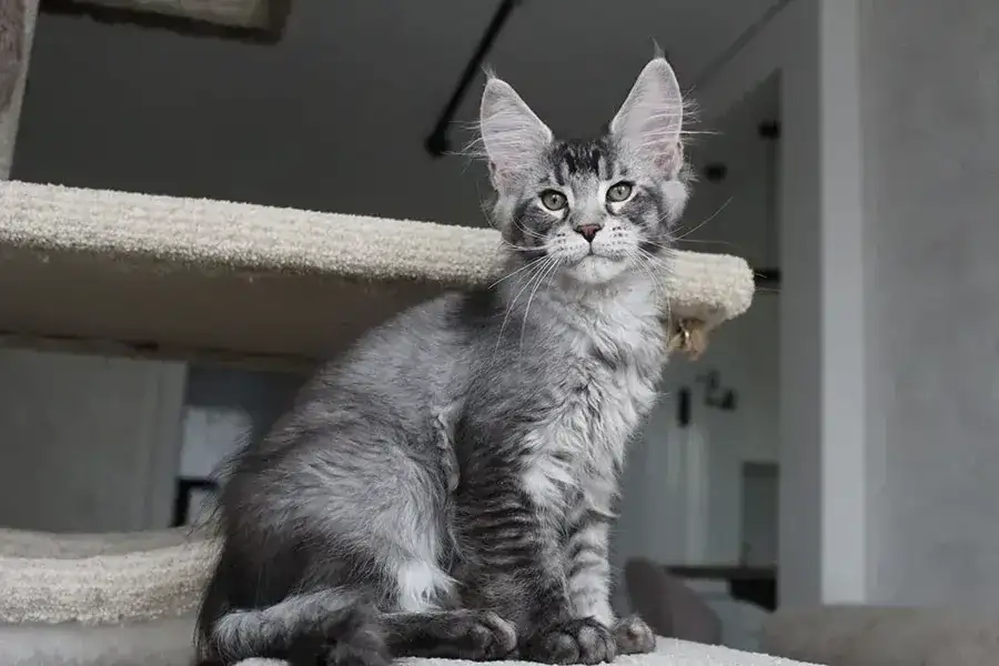 Котёнок мейн кун!, фотография 6