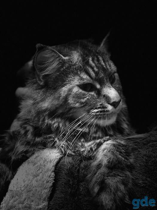продам котенка мейн кун, фотография 4
