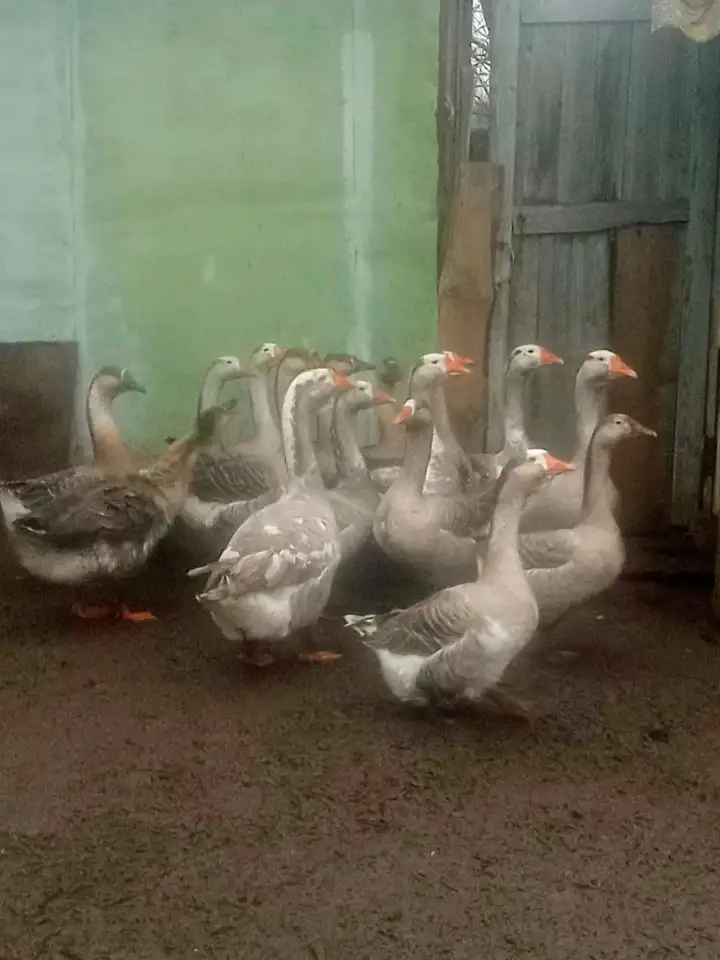Продам молодняк гусей, фотография 4