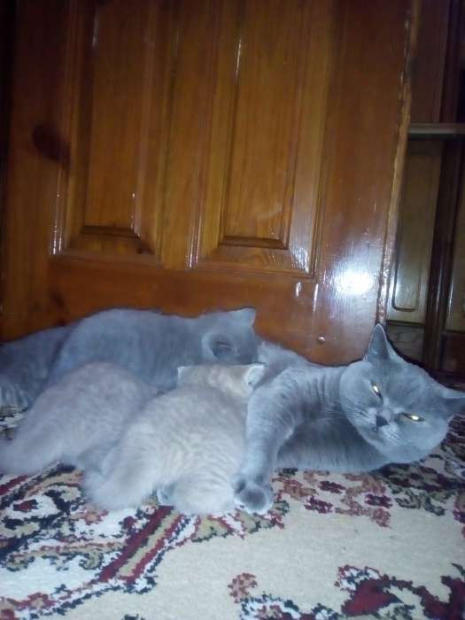 Британские котята , фотография 3