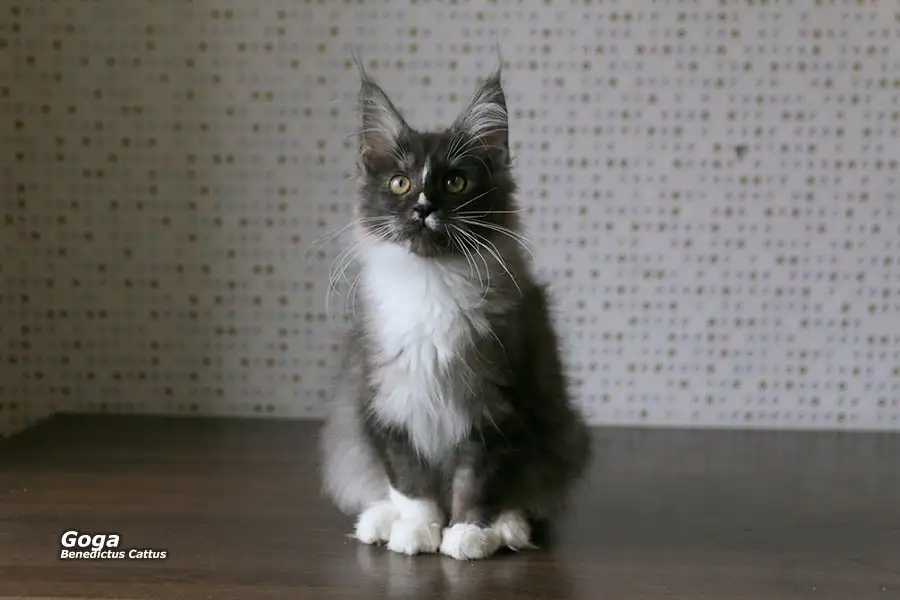 Котёнок Мейн-кун мальчик, фотография 3