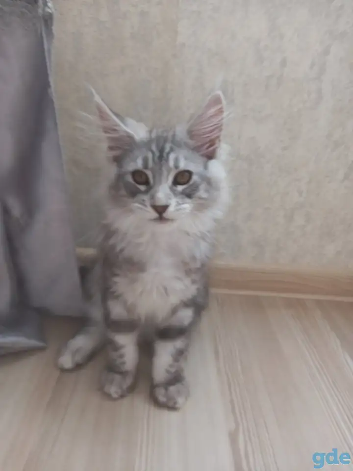 Мейн кун, фотография 3