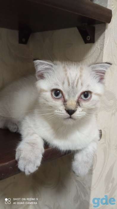 Продажа котят, фотография 1