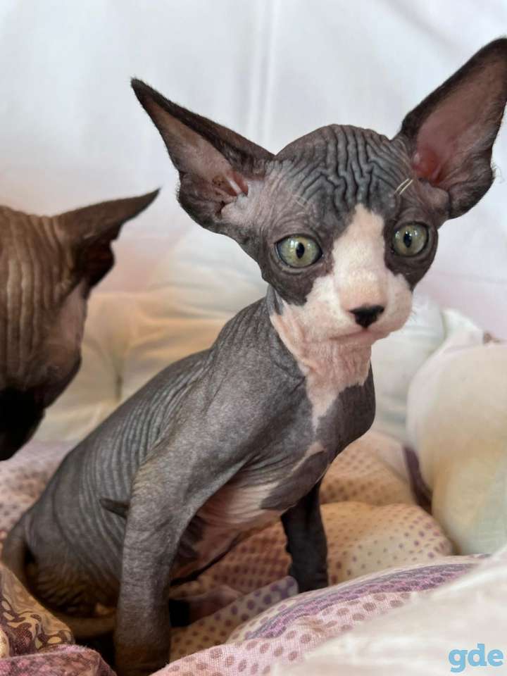 Продам котят сфинкса, фотография 9