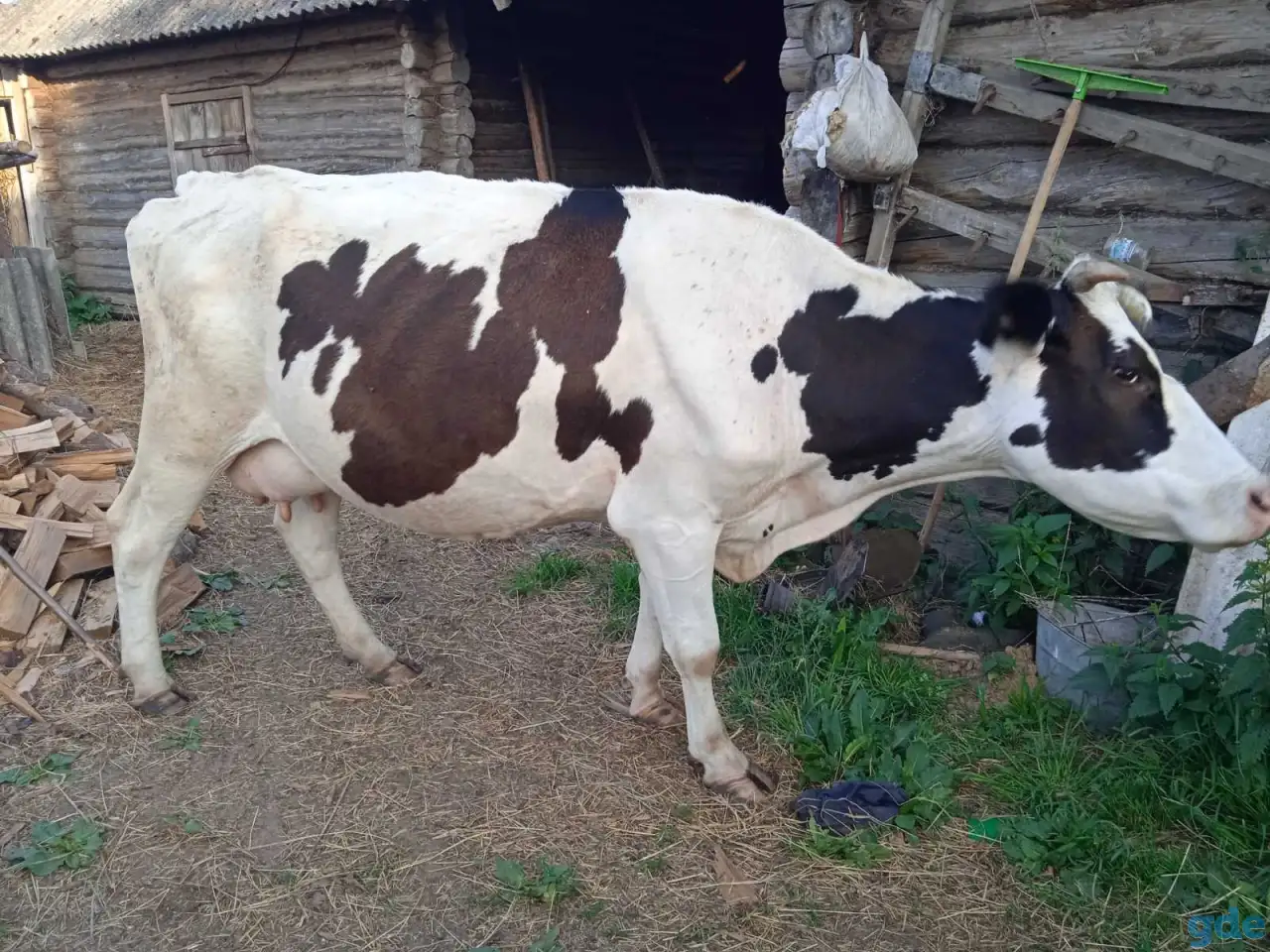 Продам домашнею корову, фотография 2