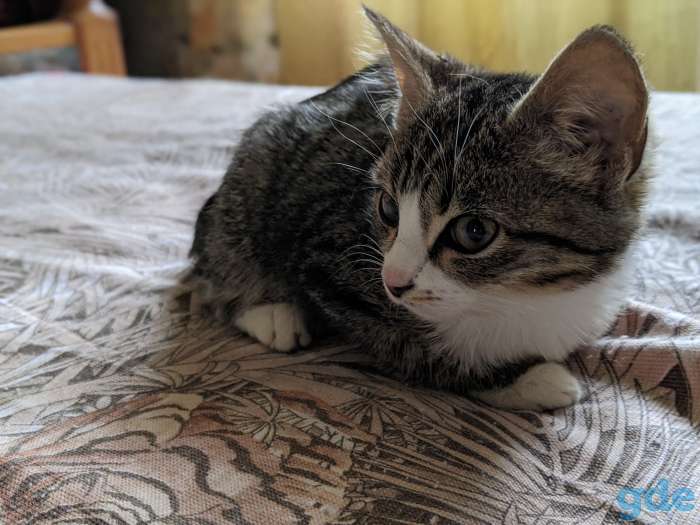 Котёнок в дар!, фотография 4