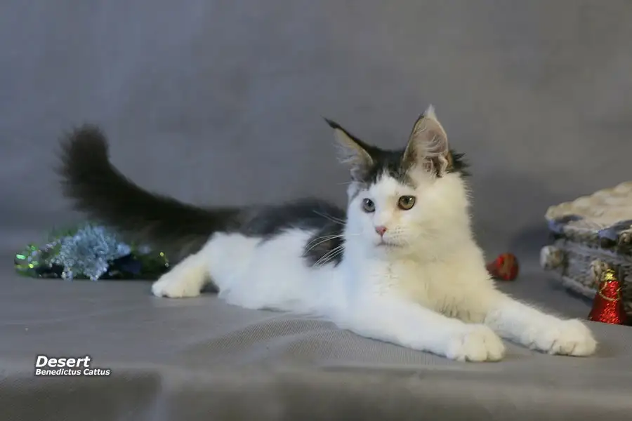 Мейн-кун котёнок  мальчик, фотография 5