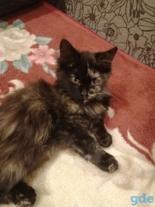 Подгоревшая кошка, фотография 1