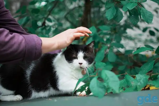 Кот бандит, фотография 2