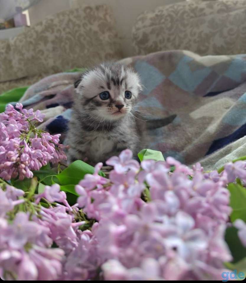 Котята шотландские вислоухие, фотография 2
