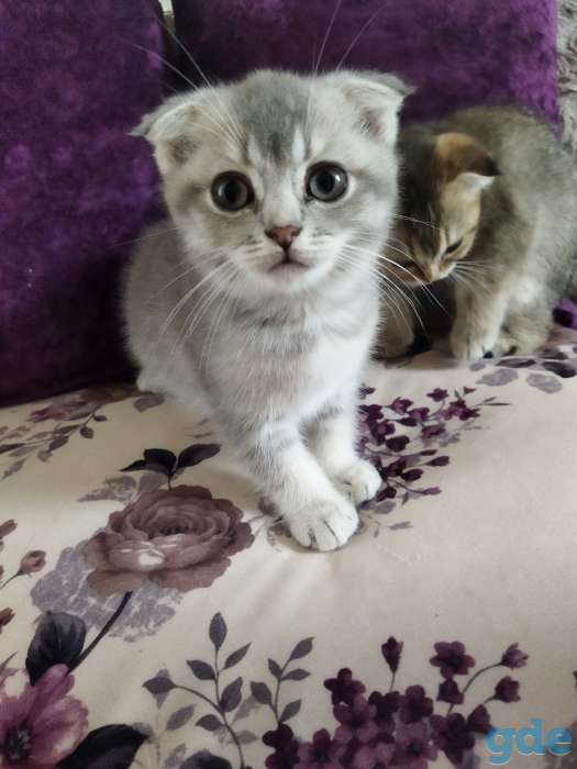 Продам котят, фотография 4