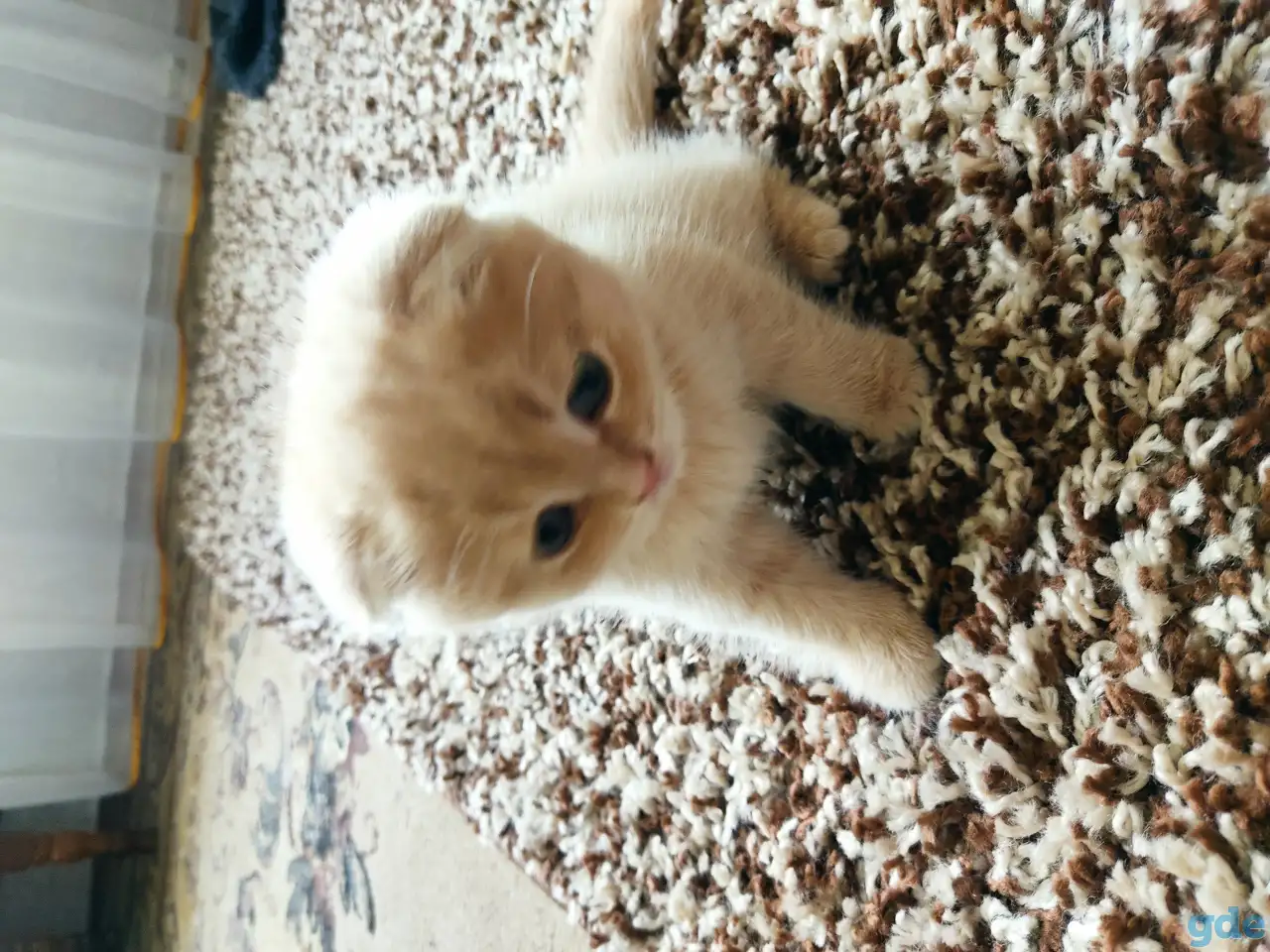 Шотландский котёнок, фотография 8