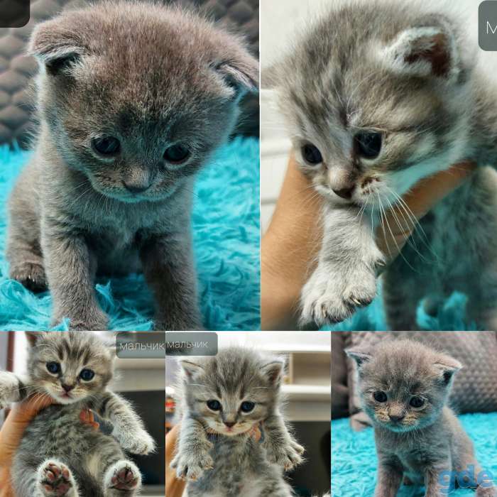 Продам котят шотландцев, фотография 1