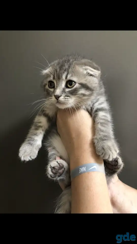 Шотландские вислоухие котята, фотография 9