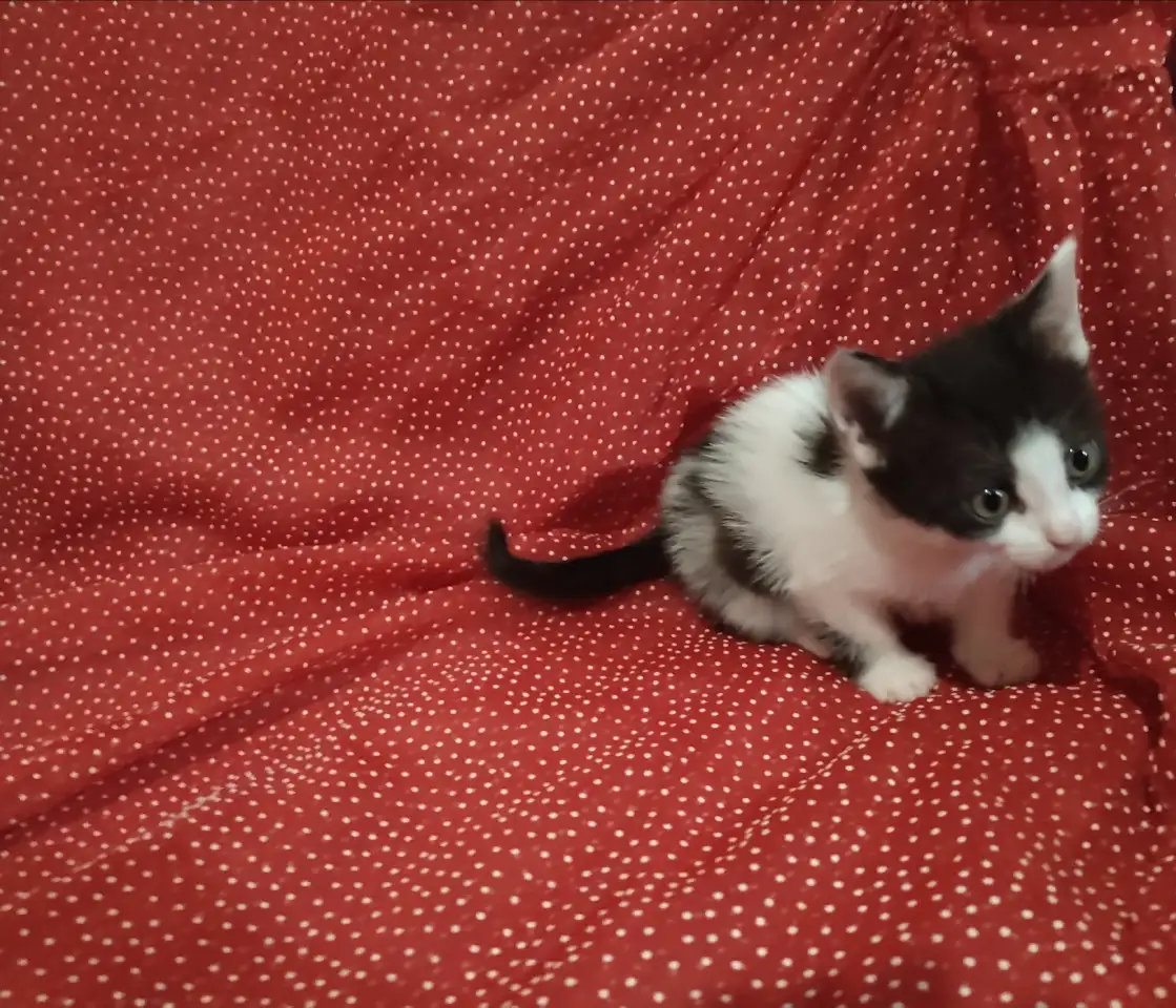 Красивые котята в дар, фотография 9