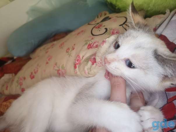 Котенок ищет дом, фотография 1