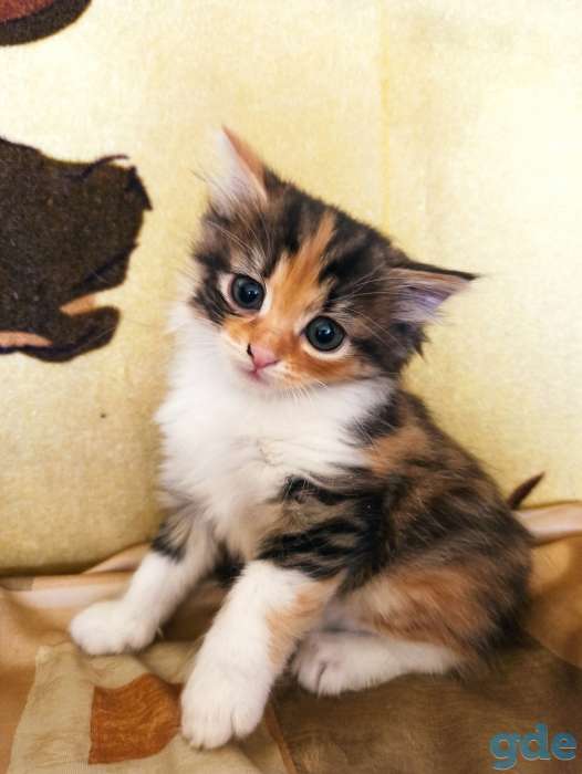 Котенок кошка трехцветная, фотография 4