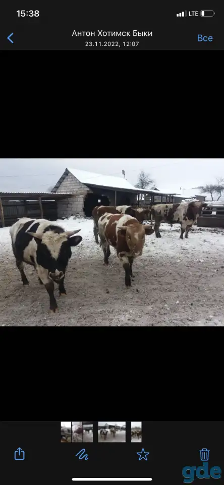 Скупка КРС лошадей  дорого, фотография 1